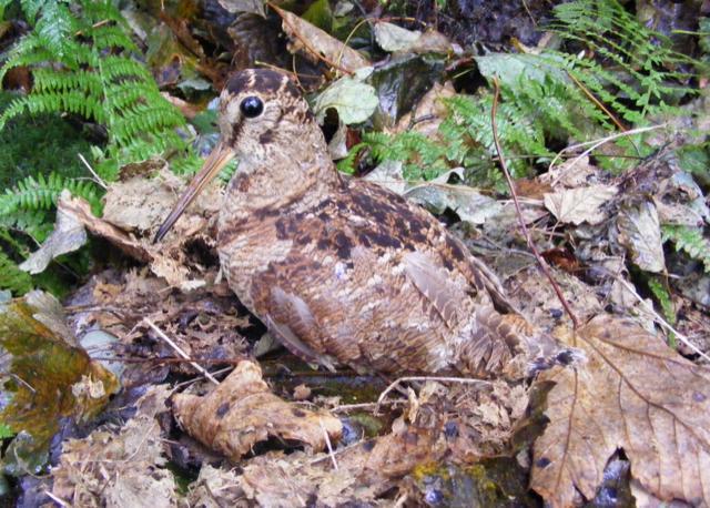 A woodcock